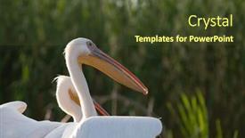  Presentation with danube delta - PPT theme enhanced with pelican-colony-in-danube-delta and a tawny brown colored foreground
