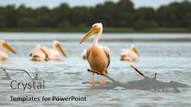  Presentation with danube delta - Slide set consisting of pelican-colony-in-danube-delta and a light gray colored foreground