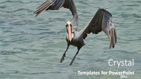  Presentation with ecuador - Beautiful slides featuring pelican-of-san-cristobal-galapagos backdrop and a gray colored foreground