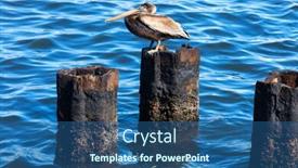  Presentation with water treatment powerplant - Colorful presentation design enhanced with dockside - pelican on a rusty pile backdrop and a ocean colored foreground