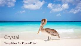  Presentation with turquoise beach - PPT layouts consisting of pelican-on-idyllic-tropical-beach background and a lemonade colored foreground