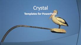  Presentation with post mortem investigation - Amazing slides having pelican perched on lamp post backdrop and a  colored foreground