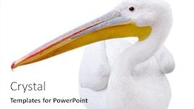  Presentation with isolated paw prints over white - Amazing theme having pelican sitting sideways looks in the picture isolated over white background backdrop and a white colored foreground
