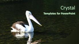  Presentation with swimming - Amazing slide deck having pelican-swimming-at-colleges-crossing backdrop and a wine colored foreground