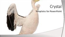  Presentation with artificial intelligence white - Beautiful slides featuring pelicans - white pelican - pelecanus onocrotalus backdrop and a white colored foreground