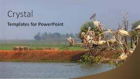  Presentation with andhra pradesh - PPT theme enhanced with pelicans-at-kolleru-bird-sanctuary background and a light blue colored foreground