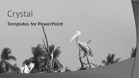  Presentation with andhra pradesh - PPT theme having pelicans-at-kolleru-bird-sanctuary background and a light gray colored foreground