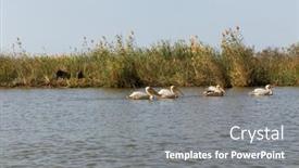  Presentation with national - Presentation having pelicans-in-djoudi-national-park background and a gray colored foreground