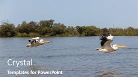  Presentation with national - Presentation theme enhanced with pelicans-in-djoudi-national-park background and a gray colored foreground