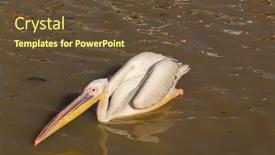  Presentation with national - Presentation enhanced with pelicans-in-djoudi-national-park background and a tawny brown colored foreground