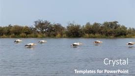  Presentation with national - Presentation enhanced with pelicans-in-djoudi-national-park background and a gray colored foreground