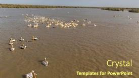  Presentation with shenandoah national park big meadows - PPT theme featuring pelicans-in-djoudi-national-park background and a  colored foreground