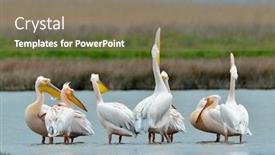  Presentation with danube delta - Amazing PPT theme having pelicans in natural habitat danube delta backdrop and a gray colored foreground