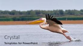  Presentation with danube delta - Theme enhanced with pelicans-in-the-danube-delta background and a light blue colored foreground