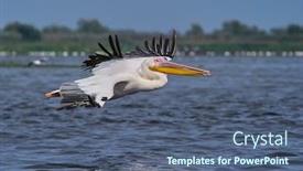  Presentation with danube - Amazing PPT layouts having pelicans-in-the-danube-delta backdrop and a ocean colored foreground