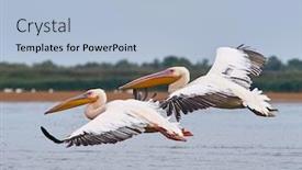  Presentation with danube delta - Audience pleasing presentation theme consisting of pelicans-in-the-danube-delta backdrop and a light blue colored foreground