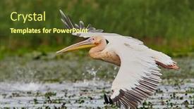  Presentation with danube delta - Cool new presentation design with pelicans-in-the-danube-delta backdrop and a tawny brown colored foreground