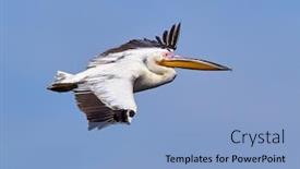  Presentation with danube delta - Presentation theme enhanced with pelicans-in-the-danube-delta background and a light blue colored foreground