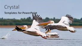  Presentation with danube delta - Cool new PPT layouts with pelicans-in-the-danube-delta backdrop and a light blue colored foreground