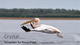  Presentation with danube delta - Slide deck enhanced with pelicans-in-the-danube-delta background and a light gray colored foreground