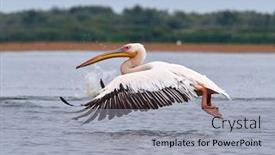  Presentation with danube delta - Cool new PPT layouts with pelicans-in-the-danube-delta backdrop and a light gray colored foreground