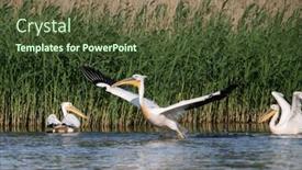  Presentation with christian sunset religious - Theme having pelicans-on-the-lake and a tawny brown colored foreground