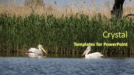  Presentation with sunset - Presentation design enhanced with pelicans-on-the-lake background and a tawny brown colored foreground