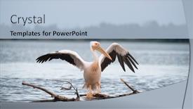  Presentation with pier at sunset - Slide deck having pelicans-on-the-lake background and a light blue colored foreground