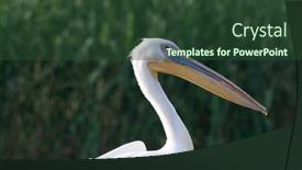  Presentation with sunset - PPT theme consisting of pelicans-on-the-lake background and a tawny brown colored foreground