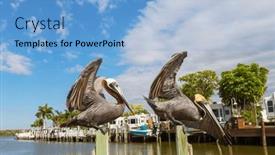  Presentation with sea shore - Presentation design consisting of pelicans-on-the-sea-shore background and a light blue colored foreground