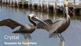  Presentation with sea shore - Slides with pelicans-on-the-sea-shore background and a seafoam green colored foreground