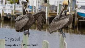  Presentation with sea shore - Slide deck featuring pelicans-on-the-sea-shore background and a light gray colored foreground