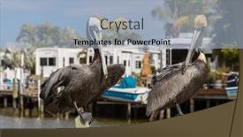  Presentation with sea shore - PPT theme consisting of pelicans-on-the-sea-shore background and a light blue colored foreground