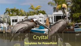  Presentation with sea shore - Presentation theme enhanced with pelicans-on-the-sea-shore background and a tawny brown colored foreground