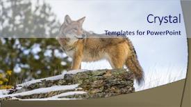  Presentation with mountains - PPT theme enhanced with pelt - coyote searches for a meal background and a sky blue colored foreground