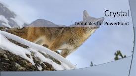  Presentation with mountains - Audience pleasing slide deck consisting of pelt - coyote searches for a meal backdrop and a light blue colored foreground