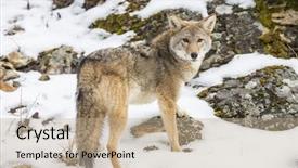  Presentation with montana - Presentation design enhanced with pelt - coyote searches for a meal background and a coral colored foreground