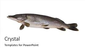  Presentation with pelvic - Presentation theme featuring pelvic - large pike weigh 16 pound background and a white colored foreground