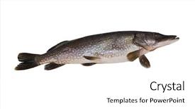  Presentation with fish - Theme consisting of pelvic - pike fish close-up isolated fin background and a white colored foreground