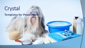  Presentation with dog - PPT theme having pelvis - shih tzu dog washing concept background and a sky blue colored foreground