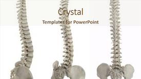  Presentation with pelvis - Colorful slide deck enhanced with pelvis - three spinal columns on white backdrop and a soft green colored foreground