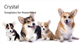  Presentation with welsh - PPT layouts consisting of pembroke welsh corgi family dog background and a white colored foreground