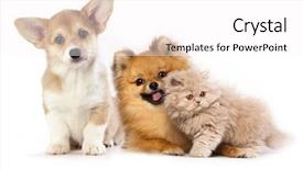  Presentation with kitten - Presentation theme consisting of pembroke welsh corgi puppy kitten background and a white colored foreground