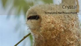  Presentation with construction - Beautiful PPT theme featuring penduline-tit-during-construction backdrop and a coral colored foreground