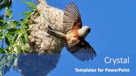  Presentation with construction - Audience pleasing theme consisting of penduline-tit-during-construction backdrop and a teal colored foreground