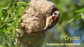  Presentation with construction - PPT layouts featuring penduline-tit-during-construction background and a tawny brown colored foreground