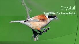  Presentation with natural - Colorful slide deck enhanced with penduline-tit-in-natural-habitat backdrop and a tawny brown colored foreground