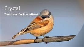  Presentation with natural - Presentation theme having penduline-tit-in-natural-habitat background and a gray colored foreground