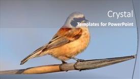  Presentation with natural hazards - PPT layouts having penduline-tit-in-natural-habitat background and a gray colored foreground
