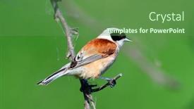  Presentation with natural - Colorful PPT layouts enhanced with penduline-tit-in-natural-habitat backdrop and a tawny brown colored foreground